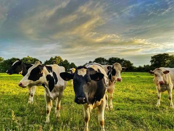 Cows standing in a field