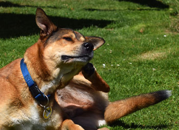 Dog looking away on field