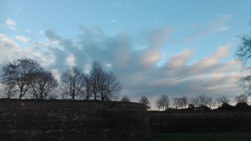 Low angle view of trees against sky