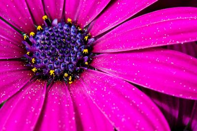 Close-up of wet flower blooming outdoors