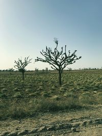 Tree on field against clear sky