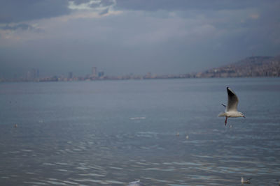 Seagull flying over sea against sky