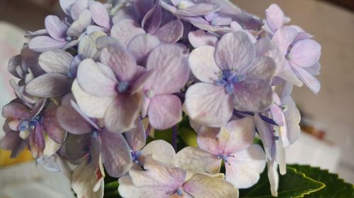 Close-up of flowers