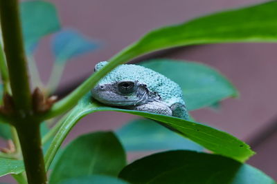 Close-up of lizard on leaf