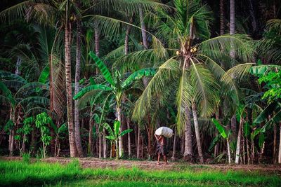 Worker walking against palm trees on field