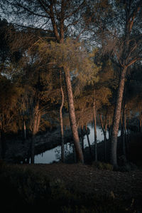 Trees in forest during autumn