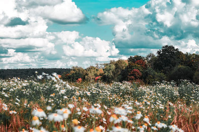 Scenic view of flowering trees on field against sky