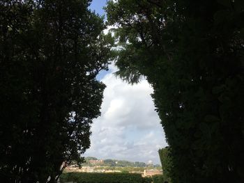 Trees in forest against sky