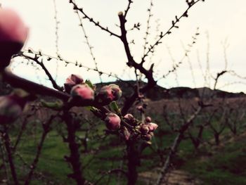 Close-up of cherry tree against sky