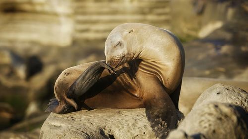 Golden hour sea lion