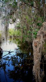 Scenic view of lake in forest