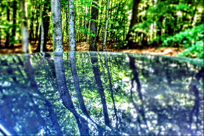 Close-up of tree trunks in forest