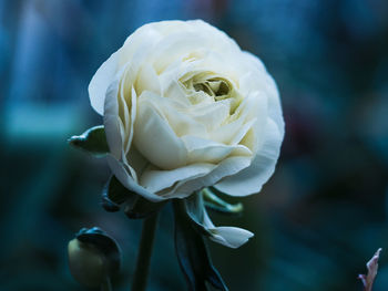 Close-up of white rose