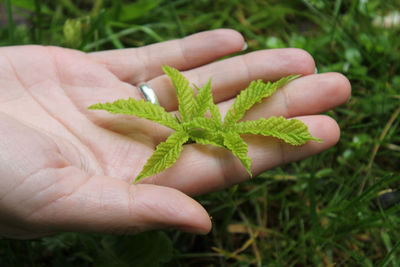 Close-up of hand holding small plant