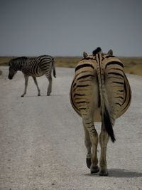 View of zebra from behind  walking on road