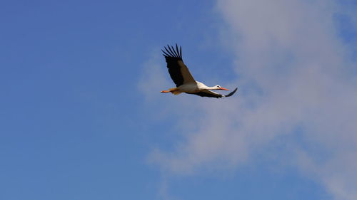 Low angle view of stork flying in sky