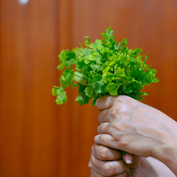 Cropped hands of woman holding cilantro