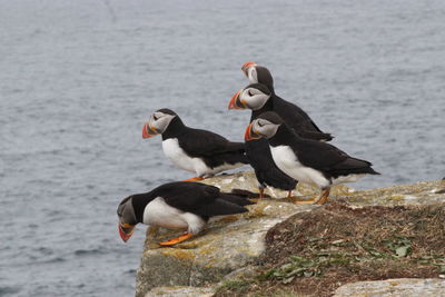 Close-up of bird perching on rock