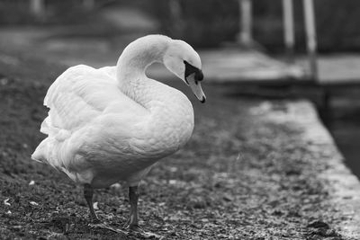 Close-up of bird