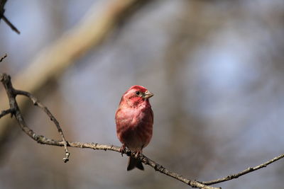 Close-up of bird perching on branch