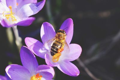 Close-up of honey bee pollinating on purple flower