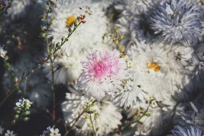 Close-up of flowers and tree