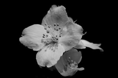 Close-up of white flower against black background