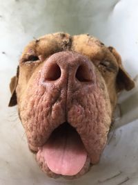 Close-up of dog sticking out tongue