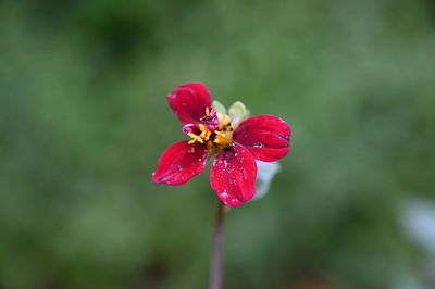 Close-up of red flower