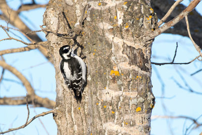 Close-up of bird perching on tree trunk