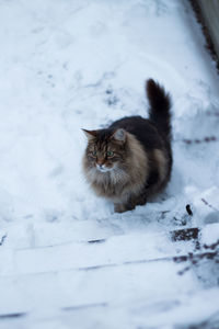 Cat on snow covered field