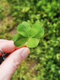 Close-up of hand holding leaves