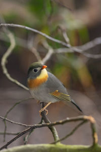 Close-up of bird perching on branch