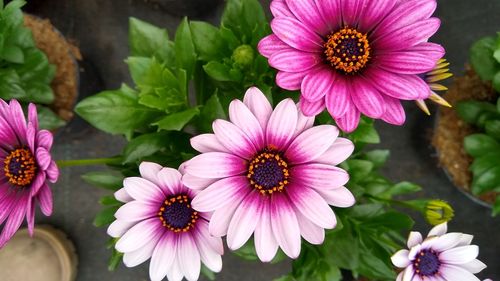 Close-up of pink flowers