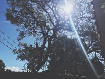 Sun shining through trees