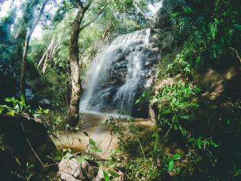 Scenic view of waterfall in forest