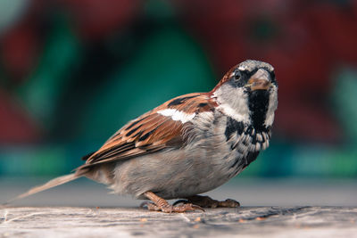 Close-up of sparrow perching on table