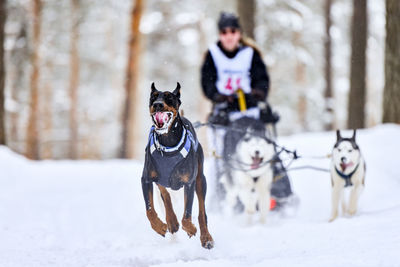 Dog running on snow covered land