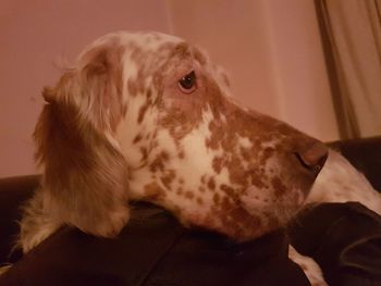 Close-up of dog lying on bed at home