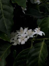 Close-up of white flowering plant