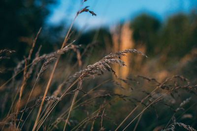 Close-up of dry plant on field against sky