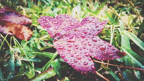 Close-up of wet purple flower