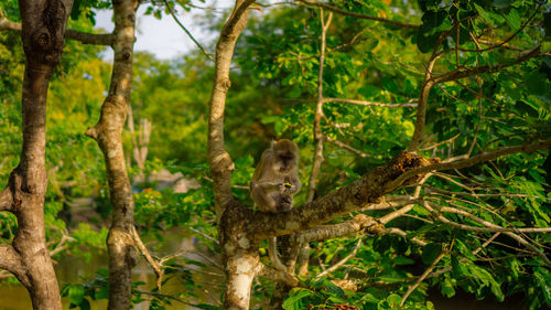 Monkey in a forest
