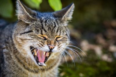 Close-up of cat yawning outdoors