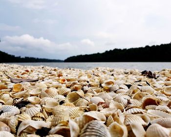 Surface level of shells on shore against sky