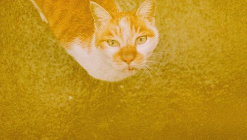 Portrait of cat on orange wall