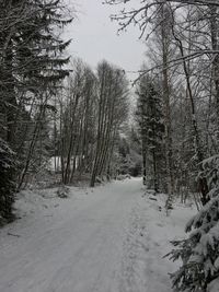 Snow covered road amidst trees