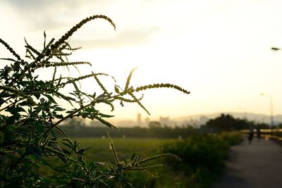 Close-up of plants growing on field