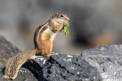 Close-up of squirrel on rock