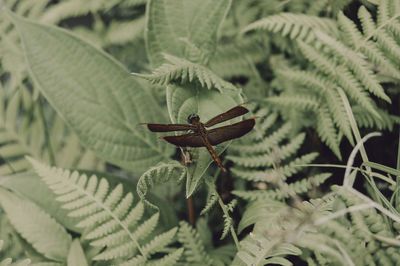 Close-up of insect on leaf